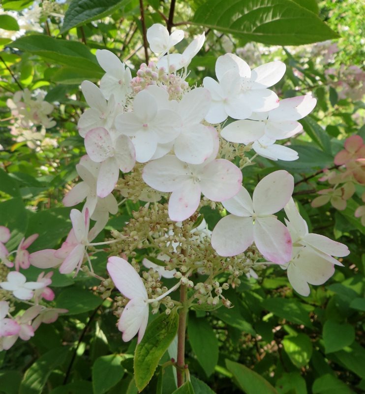 Hydrangea-pan-Pink-Diamond-3