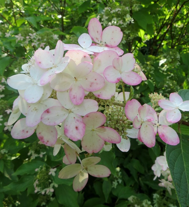 Hydrangea-pan-Pink-Diamond1-2