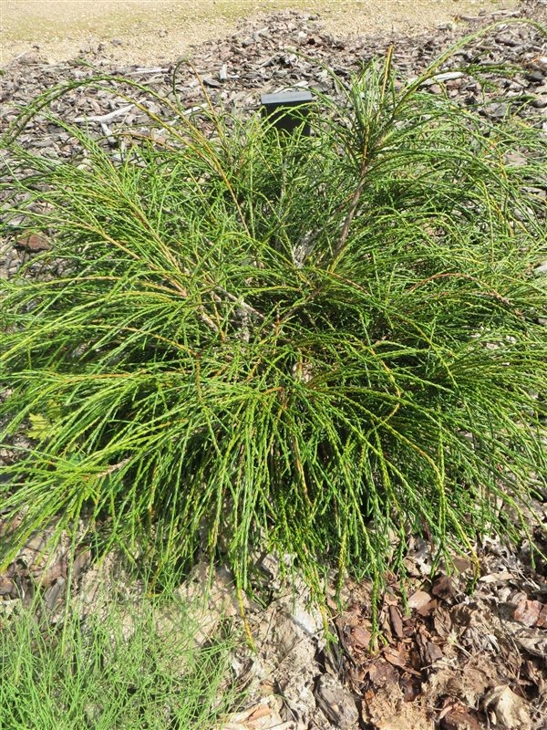 Thuja-pl-Whipcord