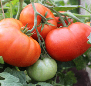 Tomat-Mato