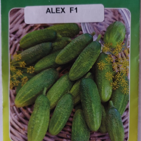alex-kurk