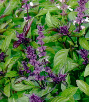 basiilik-cinnamon-2