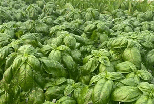 basiilik-dark-green