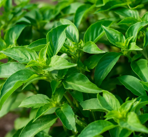 basiilik-lime-2