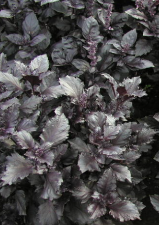 basiilik-purple-opal-2