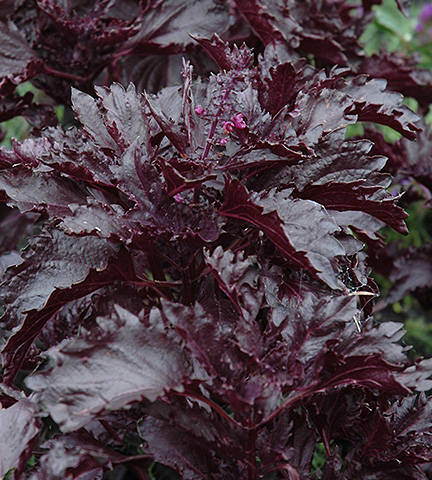 basiilik-purple-ruffles-2