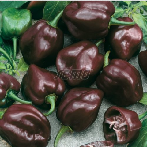 habanero-chocolate-2