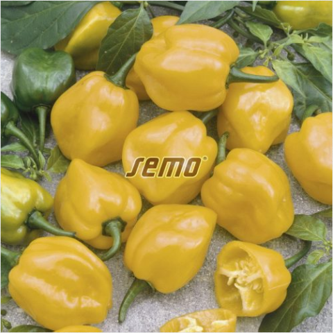 habanero-lemon-2