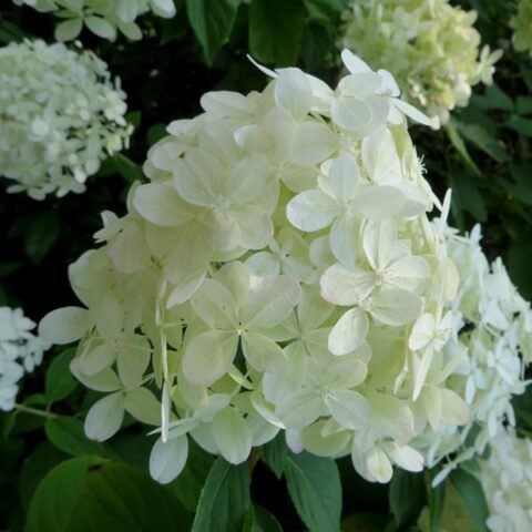 hydrangea-grandiflora2-2