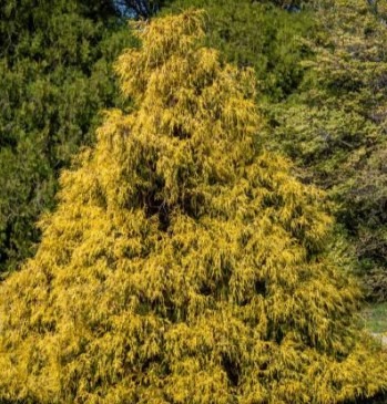maegi-ebakuepress-filifera-aurea