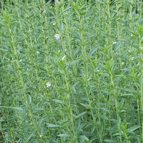 maegi-piparrohi
