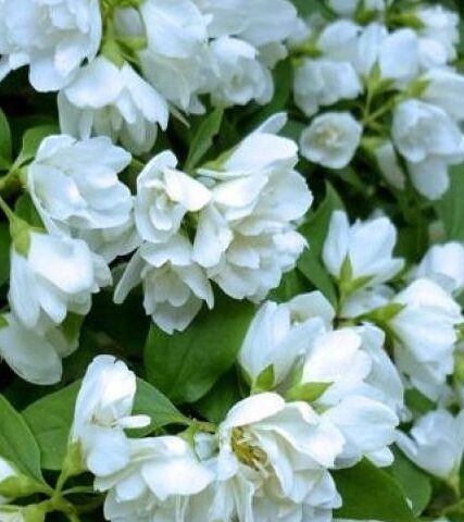 philadelphus-Manteau-dHermine-2