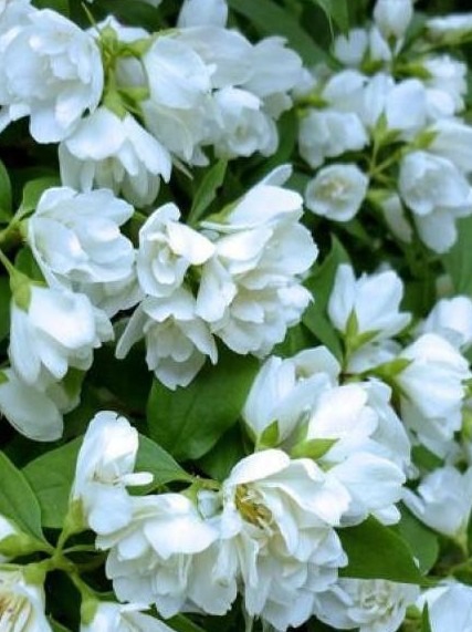 philadelphus-Manteau-dHermine-2