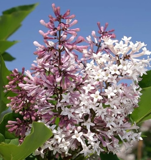 syringa-miss-kim