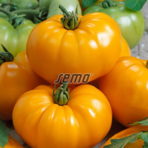 tomat-yellow-gazzi-ribbed