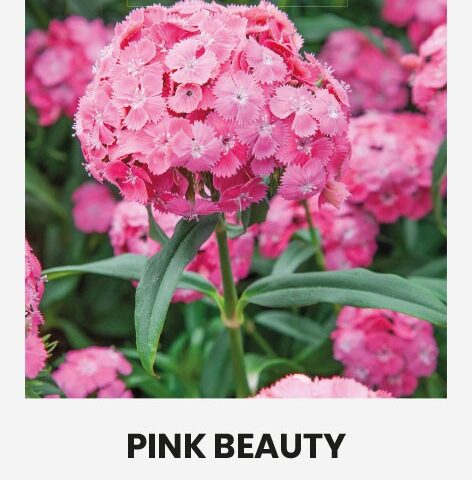 habenelk 'pink beauty' 1g