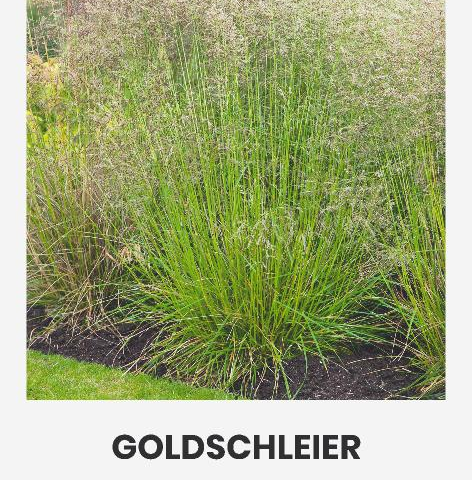 luht kastevars 'goldschleier' 1g