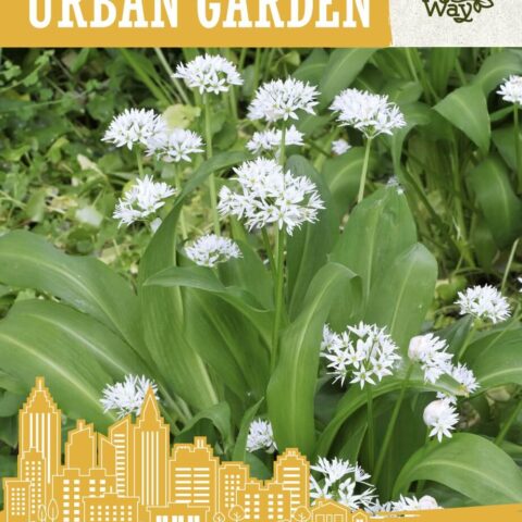 karulauk 1g urban garden