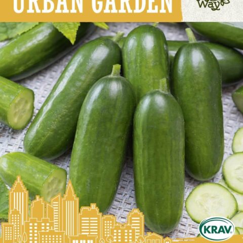 Lühike kurk 'KAIKURA H' 5s Urban Garden