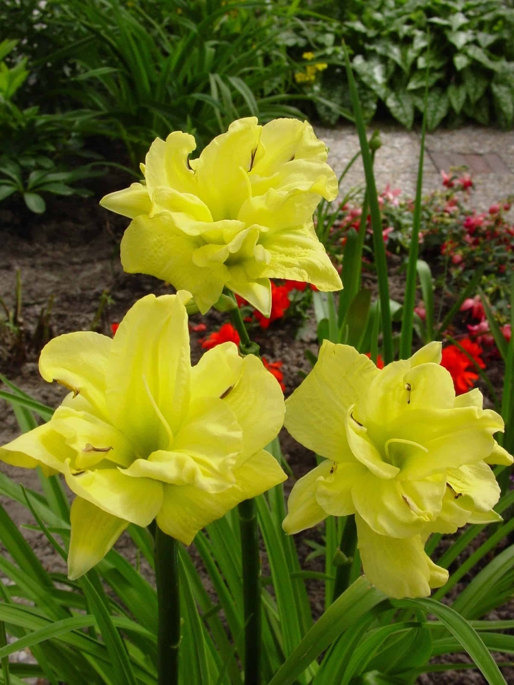 Hemerocallis-Double-River-Wye-1-D