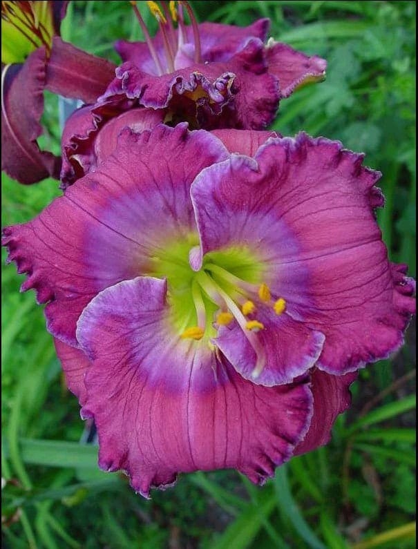 Hemerocallis-Lavender-Blue-Baby-1-D