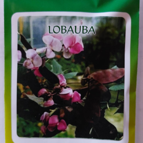 lobauba-2
