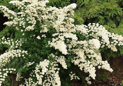 nipponi-enelas-white-carpet