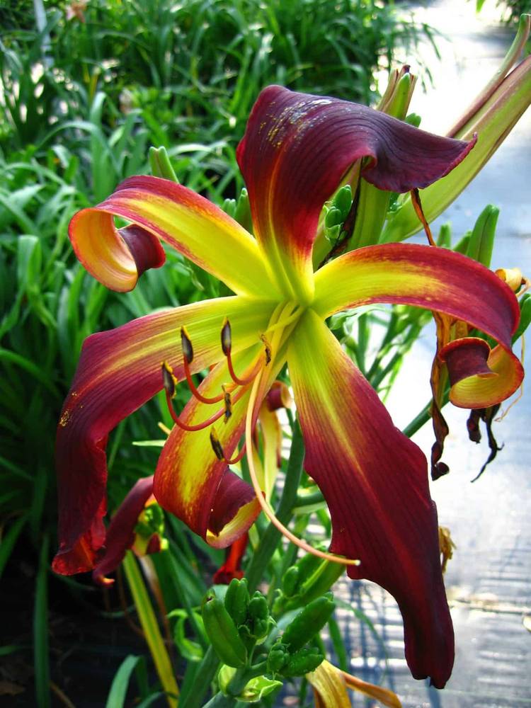 Hemerocallis-Dancing-on-Air-1-D-scaled-1