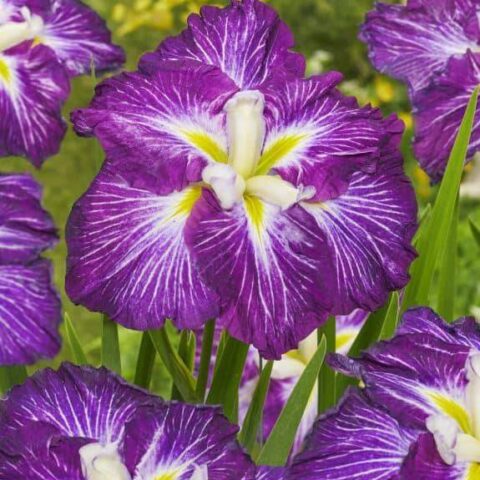 Iris-Ensata-Dinner-Plate-Jell-O-DC-1