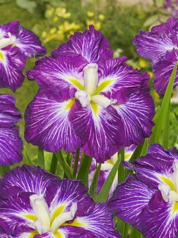 Iris-Ensata-Dinner-Plate-Jell-O-DC-1