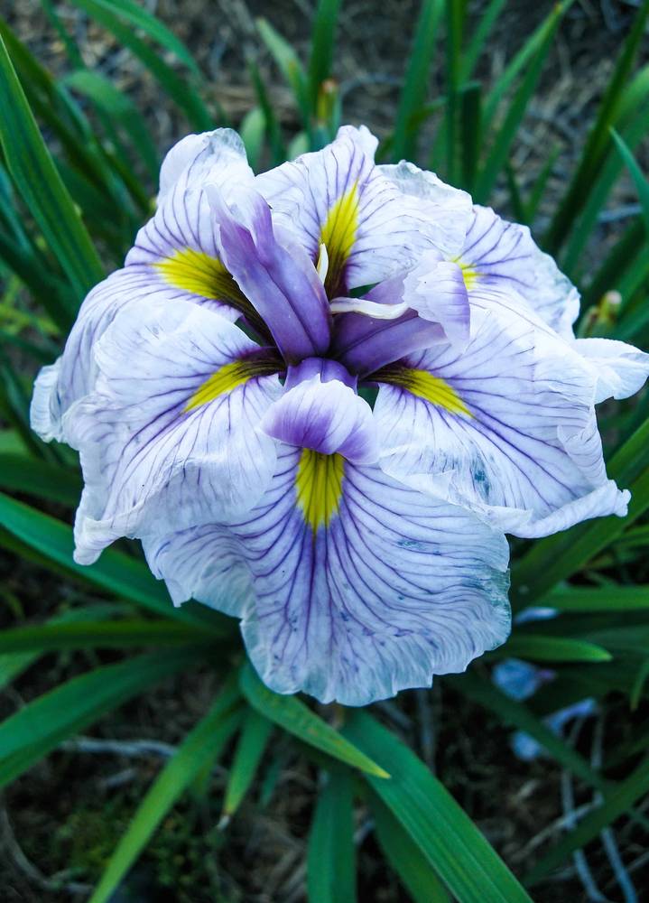 Iris-Greywoods-Catrina-D-1-1