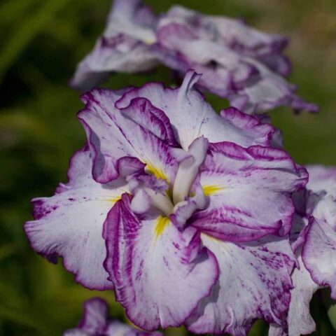 Iris-Harlequinesque-1-D-scaled-1-1