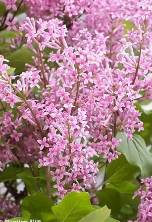 meyeri-sirel-flowerfesta-pink