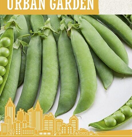 Aedhernes 'AVOLA' 8g Urban Garden