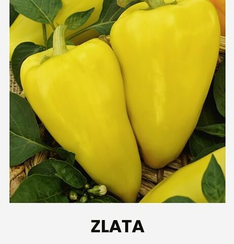 Magus paprika 'ZLATA'