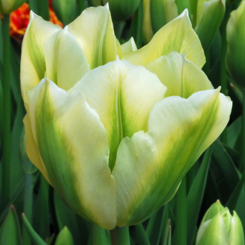 Tulp 'SPRING GREEN' 5tk 11/12