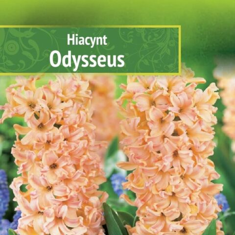 Hüatsint 'ODYSSEUS' 3tk 16/18