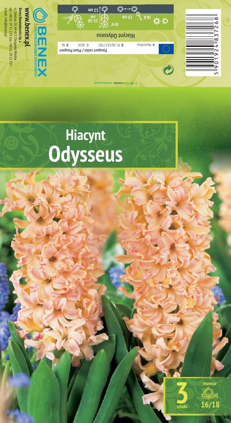 Hüatsint 'ODYSSEUS' 3tk 16/18