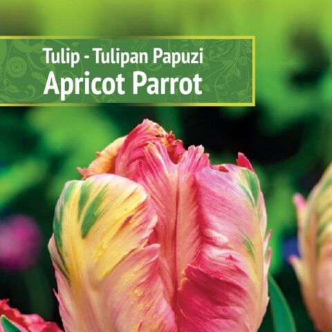 Tulp 'APRICOT PARROT' 5tk 11/12