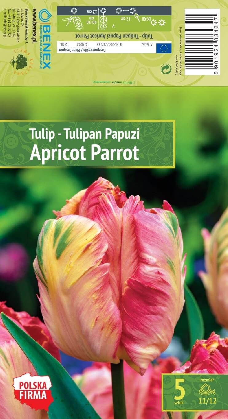 Tulp 'APRICOT PARROT' 5tk 11/12