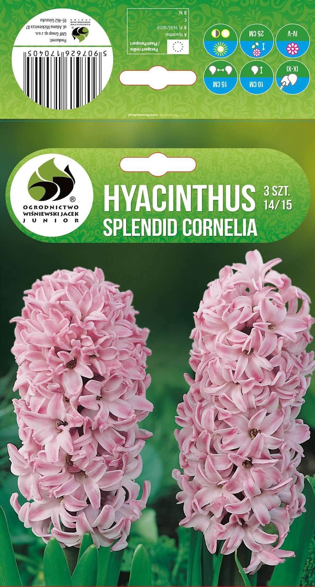 Hüatsint 'SPLENDID CORNELIA' 3tk 14/15