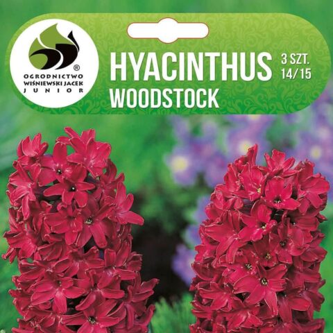 Hüatsint 'WOODSTOCK' 3tk 14/15