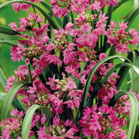 Mäestiklauk /Allium Ostrowskianum 20tk 4/5