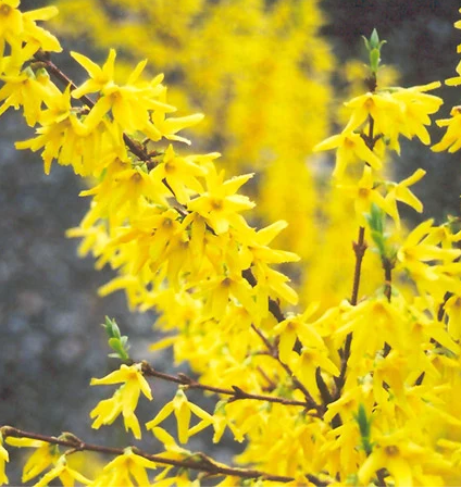 Värdforsüütia /  Forsythia ×intermedia 'Spectabilis' C5