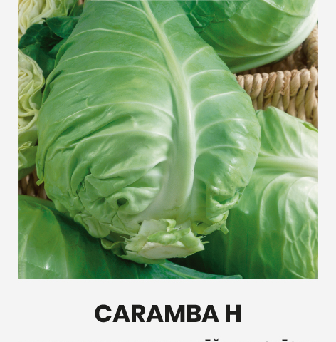 Teravatipuline kapsas 'CARAMBA H' 20s