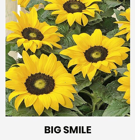 Päevalill 'BIG SMILE' 20s