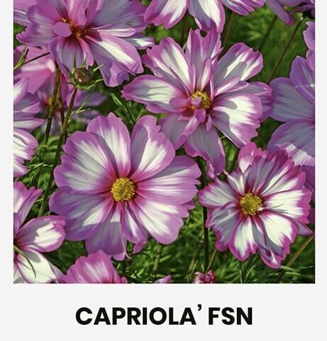Kosmos 'CAPRIOLA' FSN'