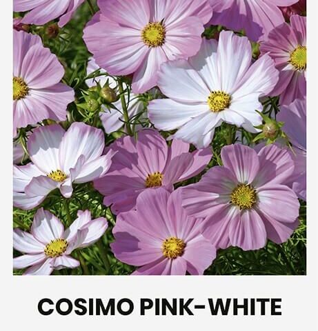 Kosmos 'COSIMO PINK-WHITE'