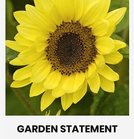 Päevalill 'GARDEN STATEMENT'
