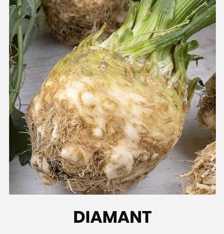 Juurseller 'DIAMANT'